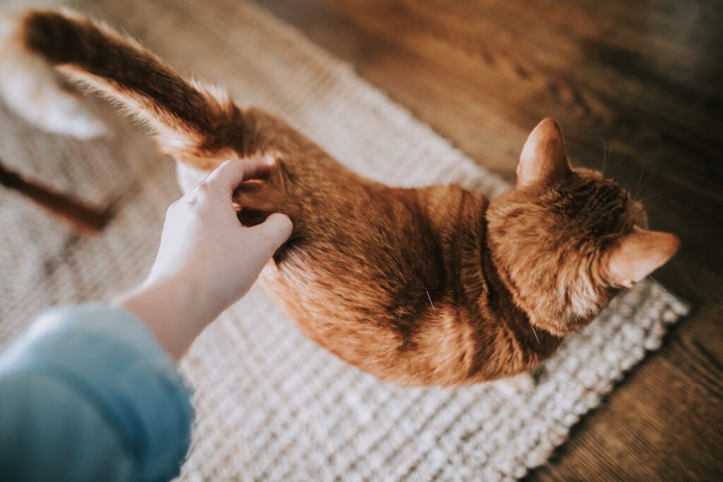 しっぽを立てて歩く猫