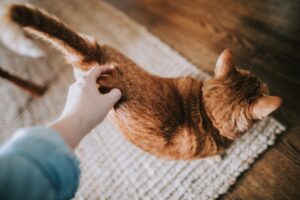 しっぽを立てて歩く猫