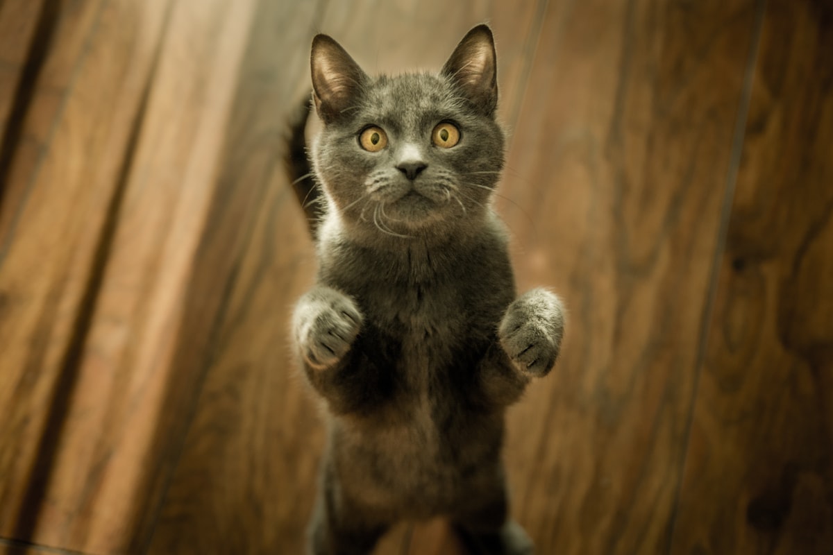 好奇心いっぱいで遊ぶ猫