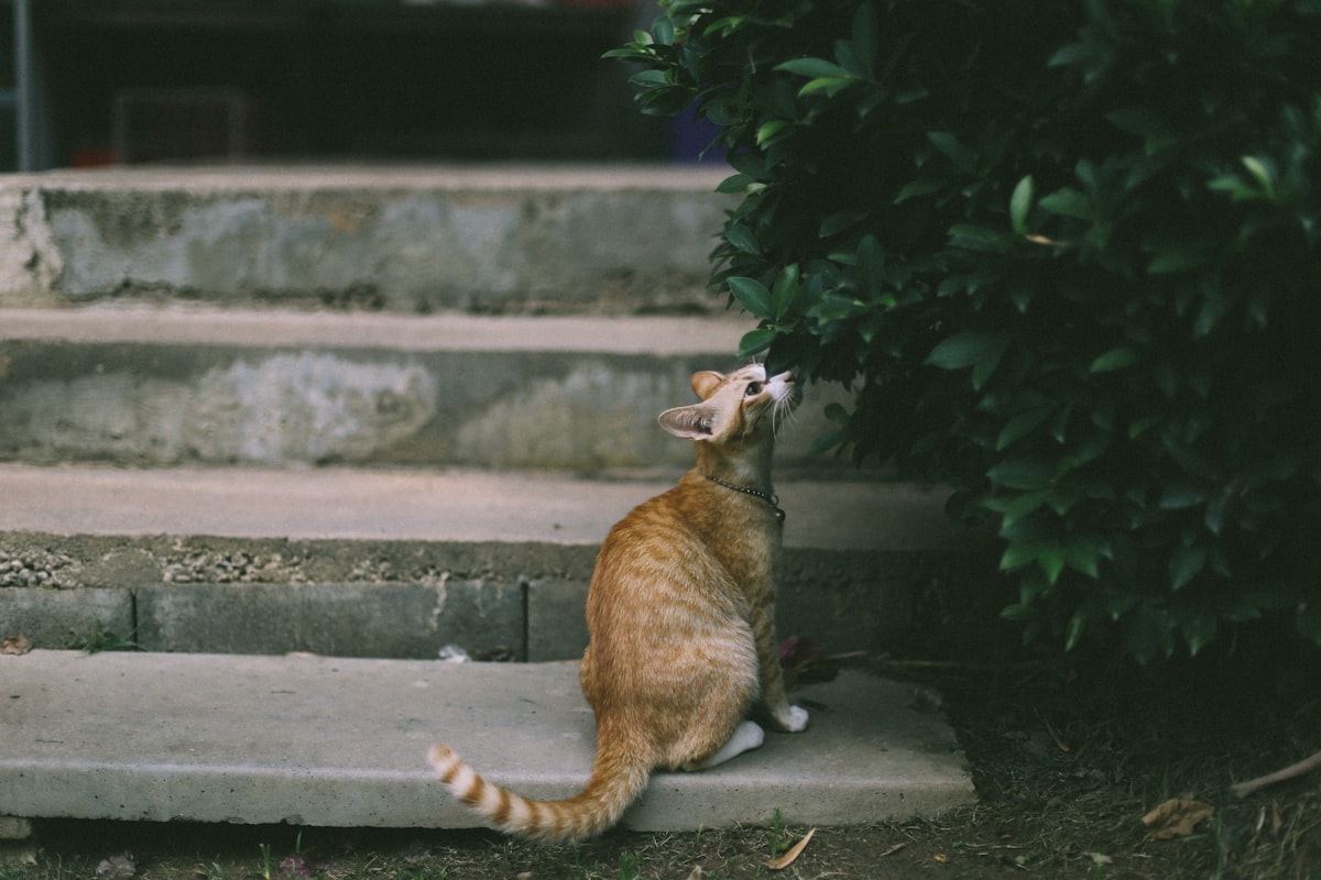 リラックスしてくつろぐ猫