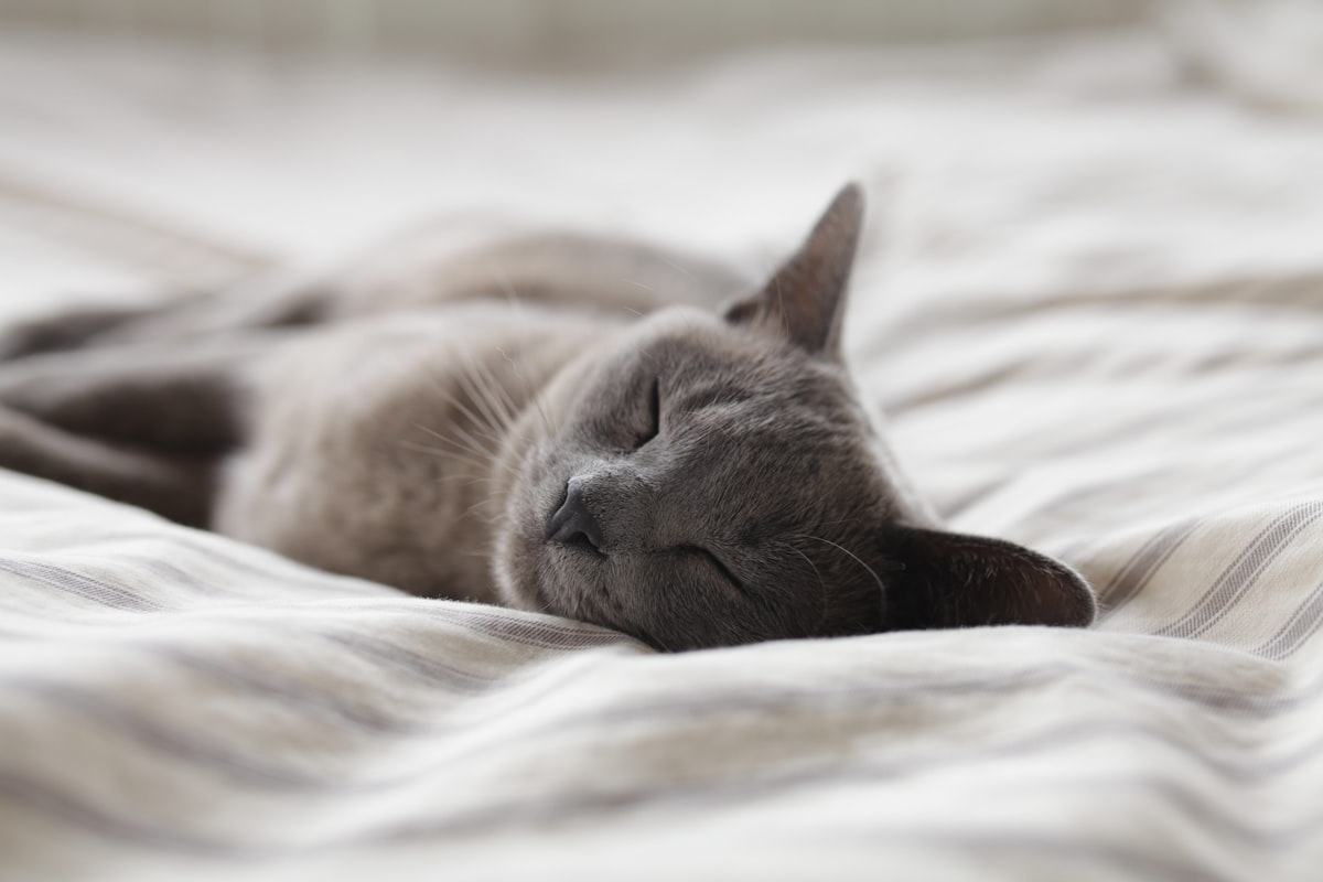 しっぽを立てて甘える嬉しそうな猫