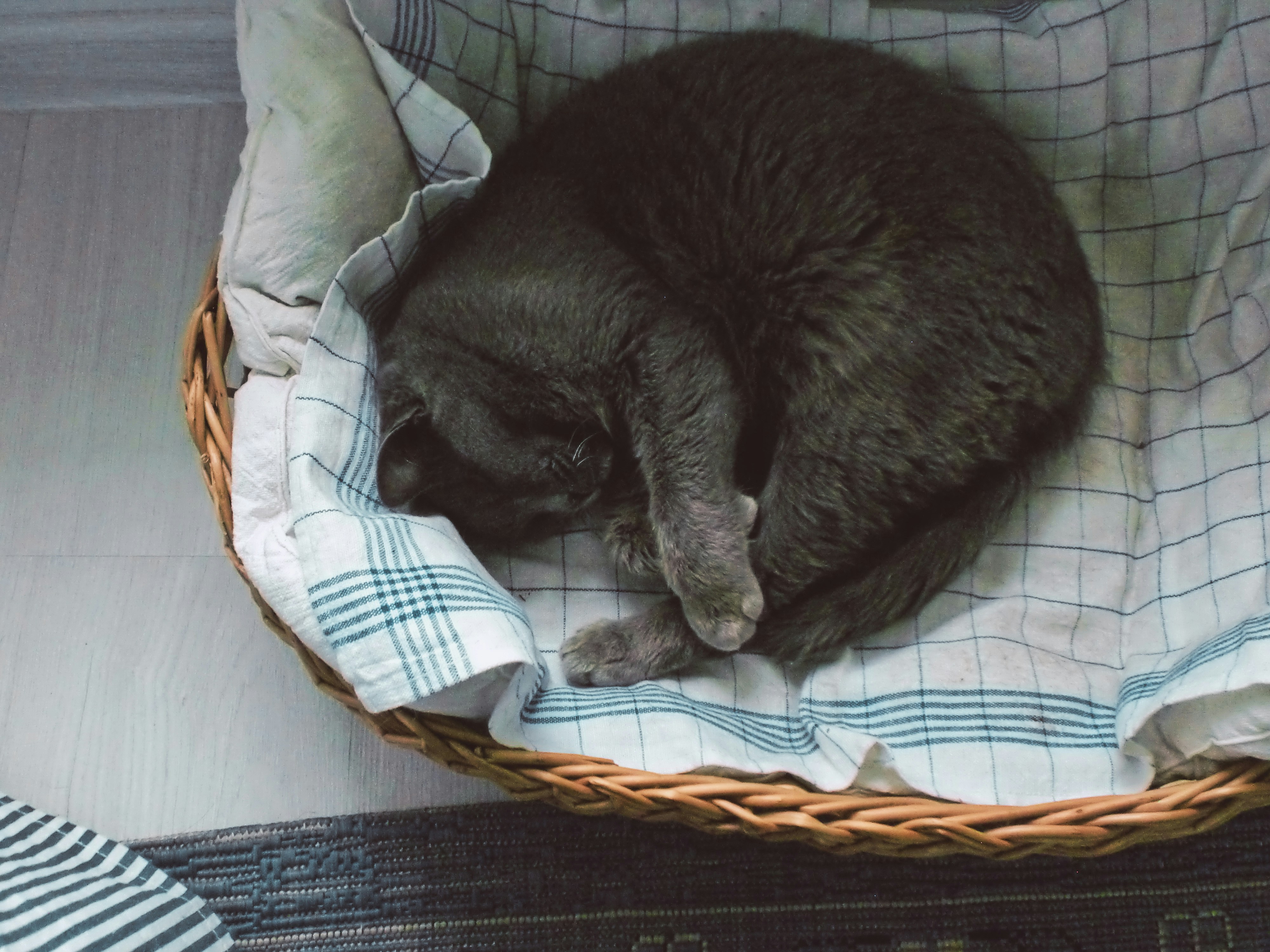 バスケットで安心して眠る子猫