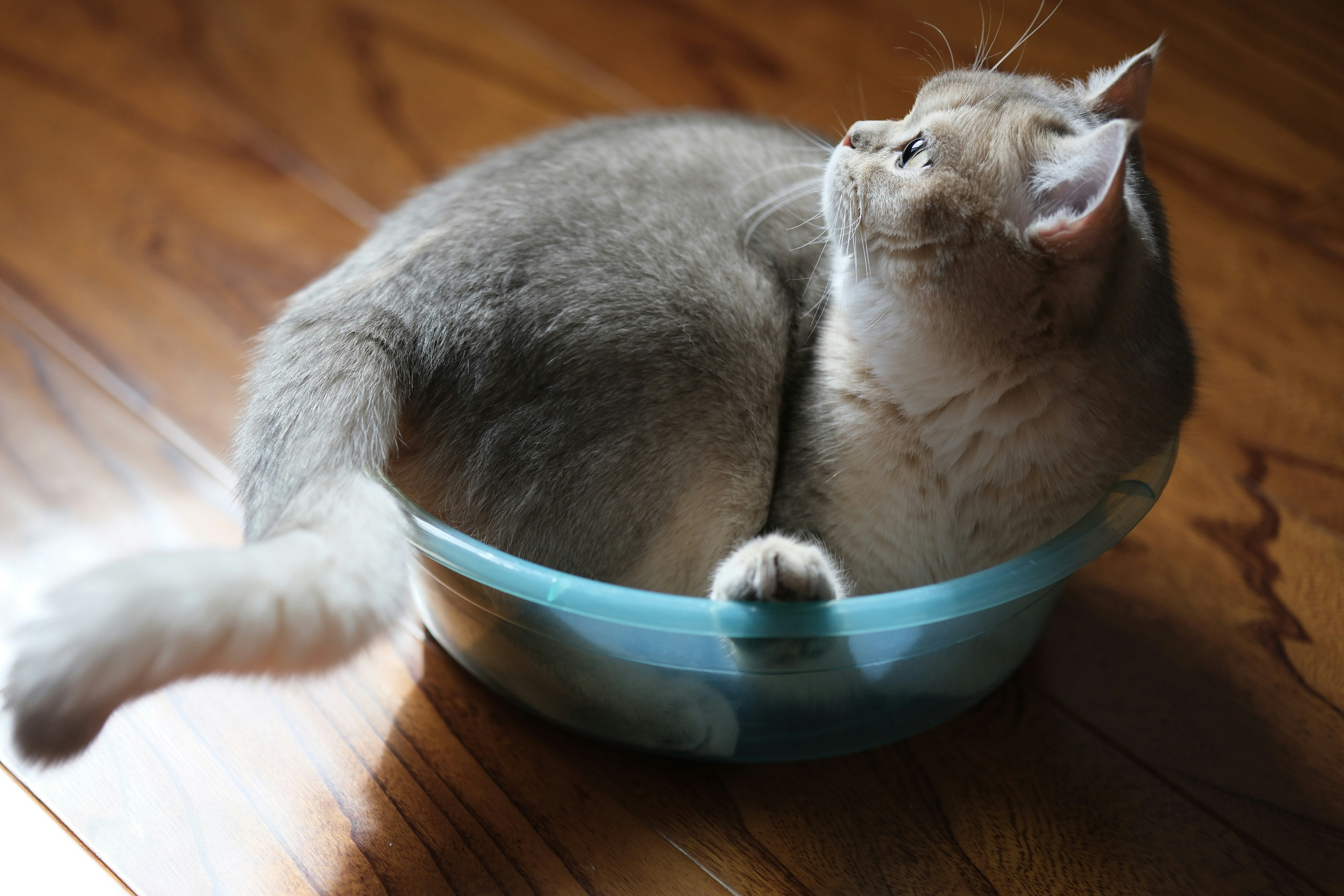 子猫用フードを食べる子猫