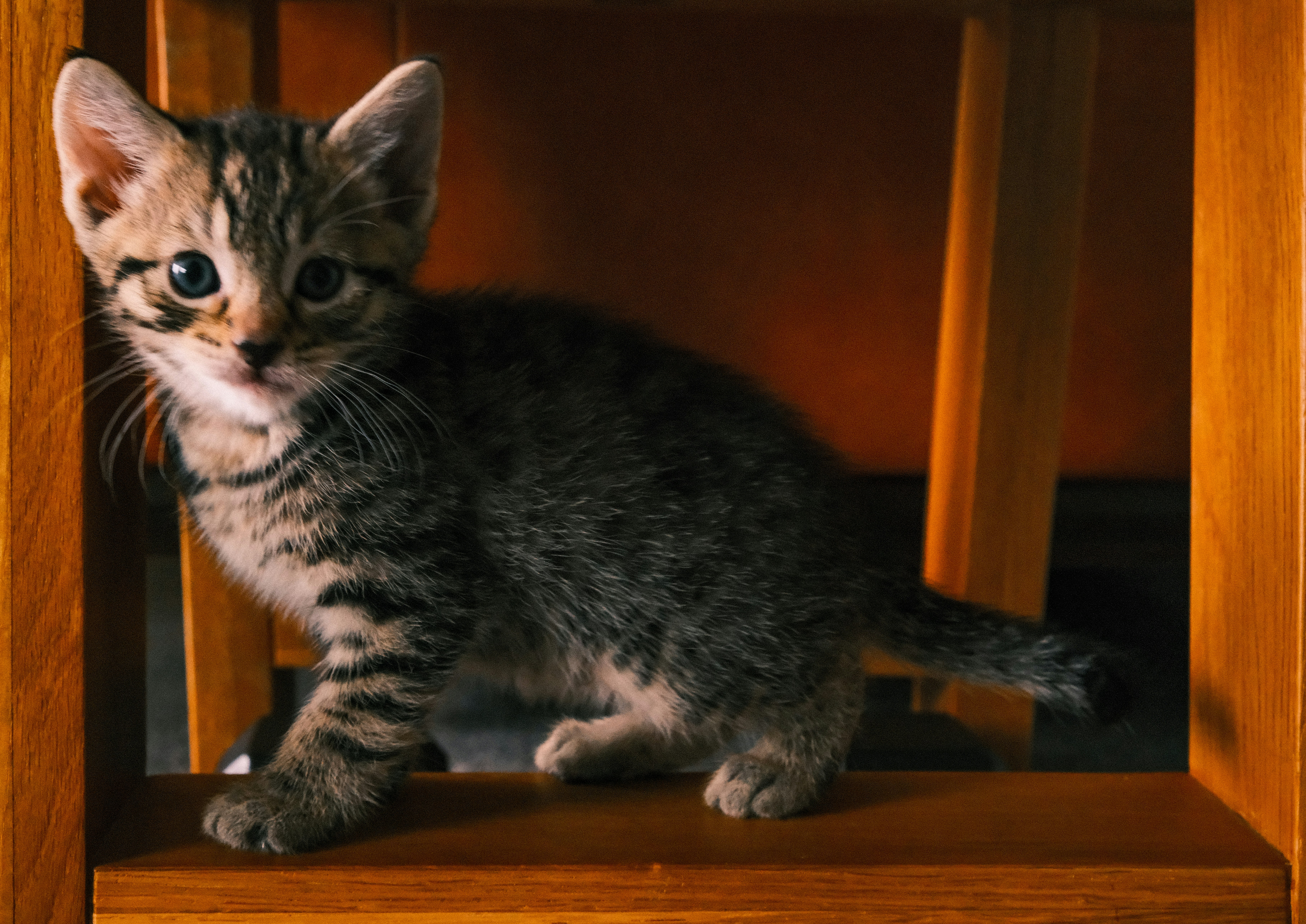 子猫がリラックスして自宅でくつろぐ様子