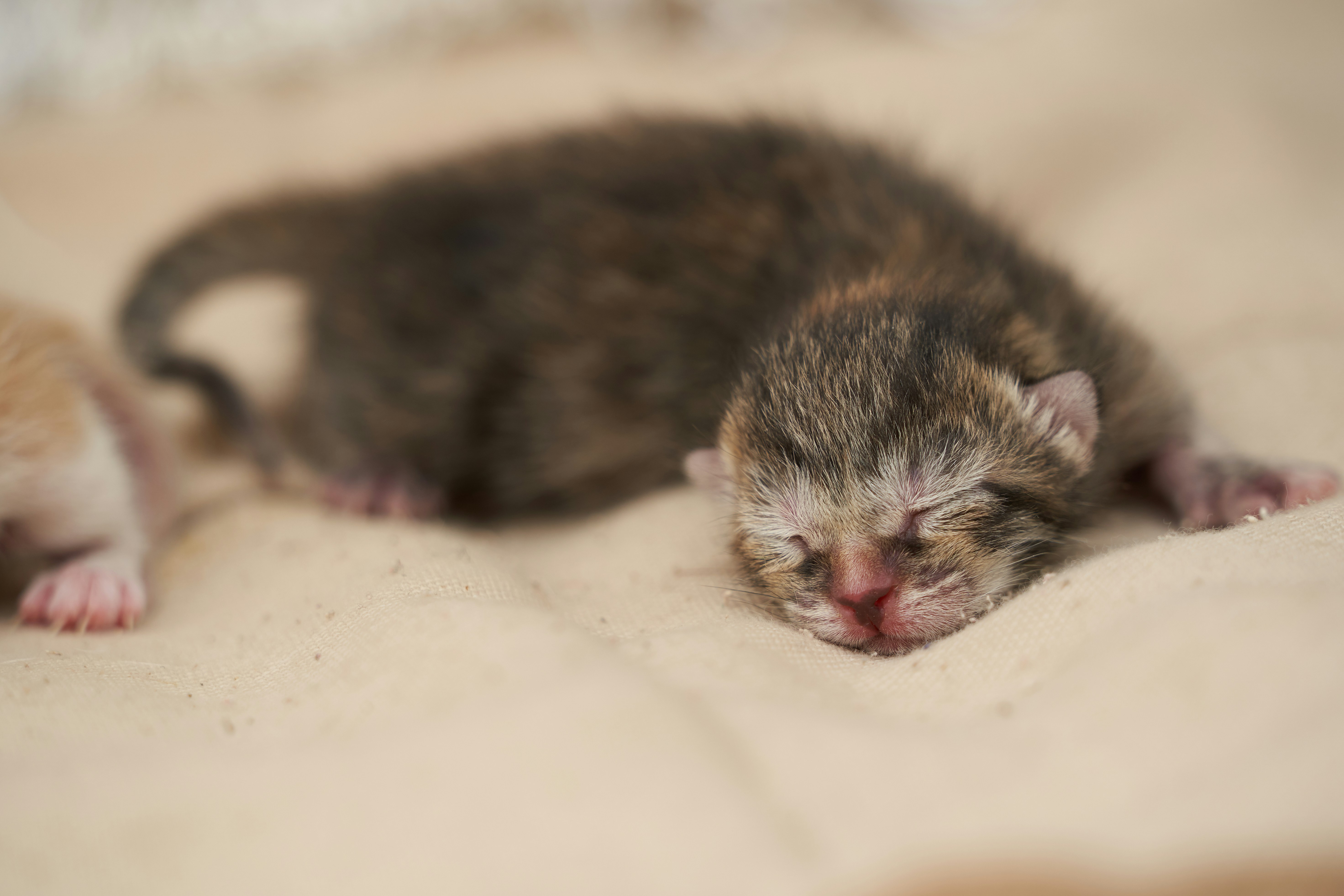 生まれて間もない子猫の成長過程