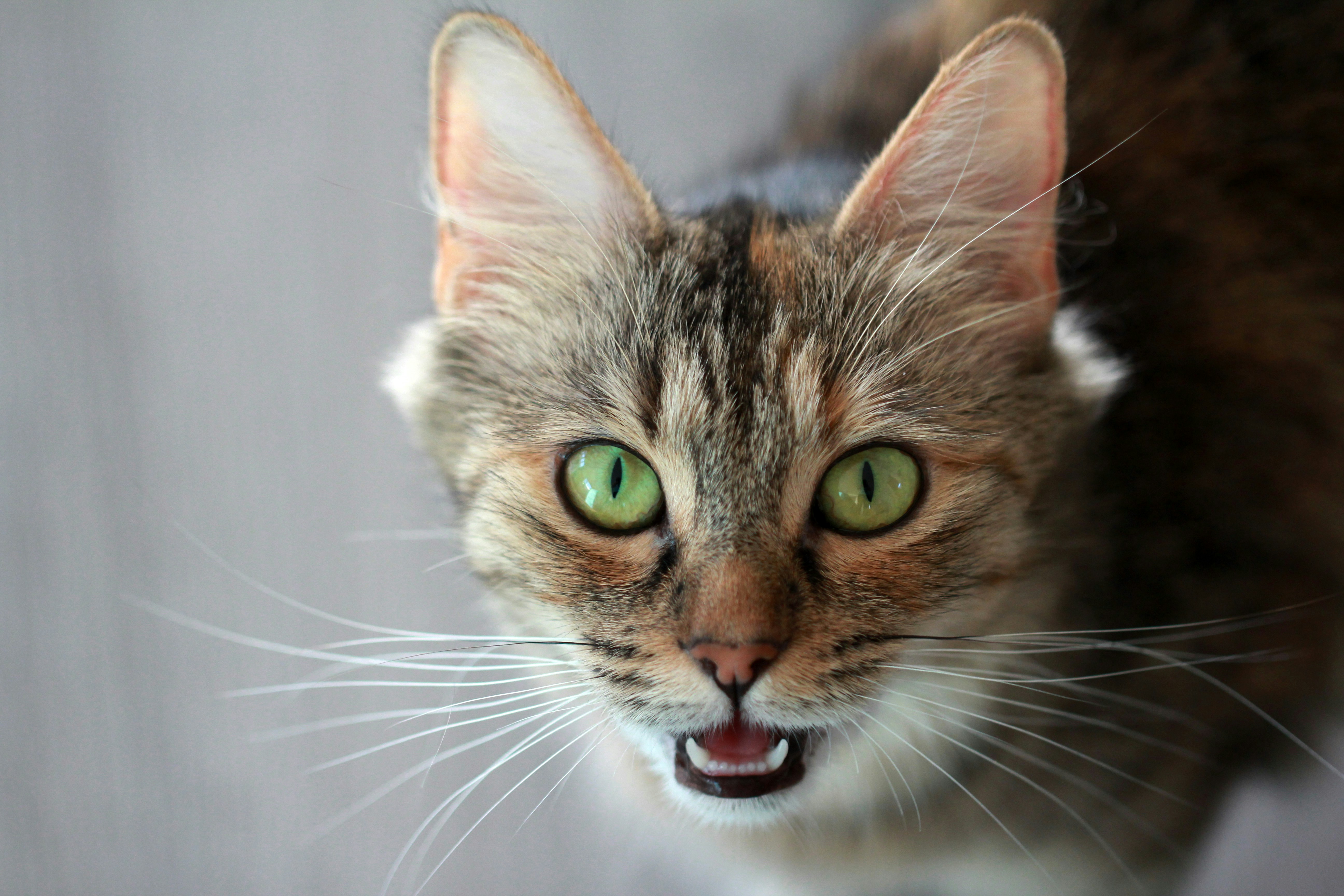 動物病院で健康診断を受ける子猫