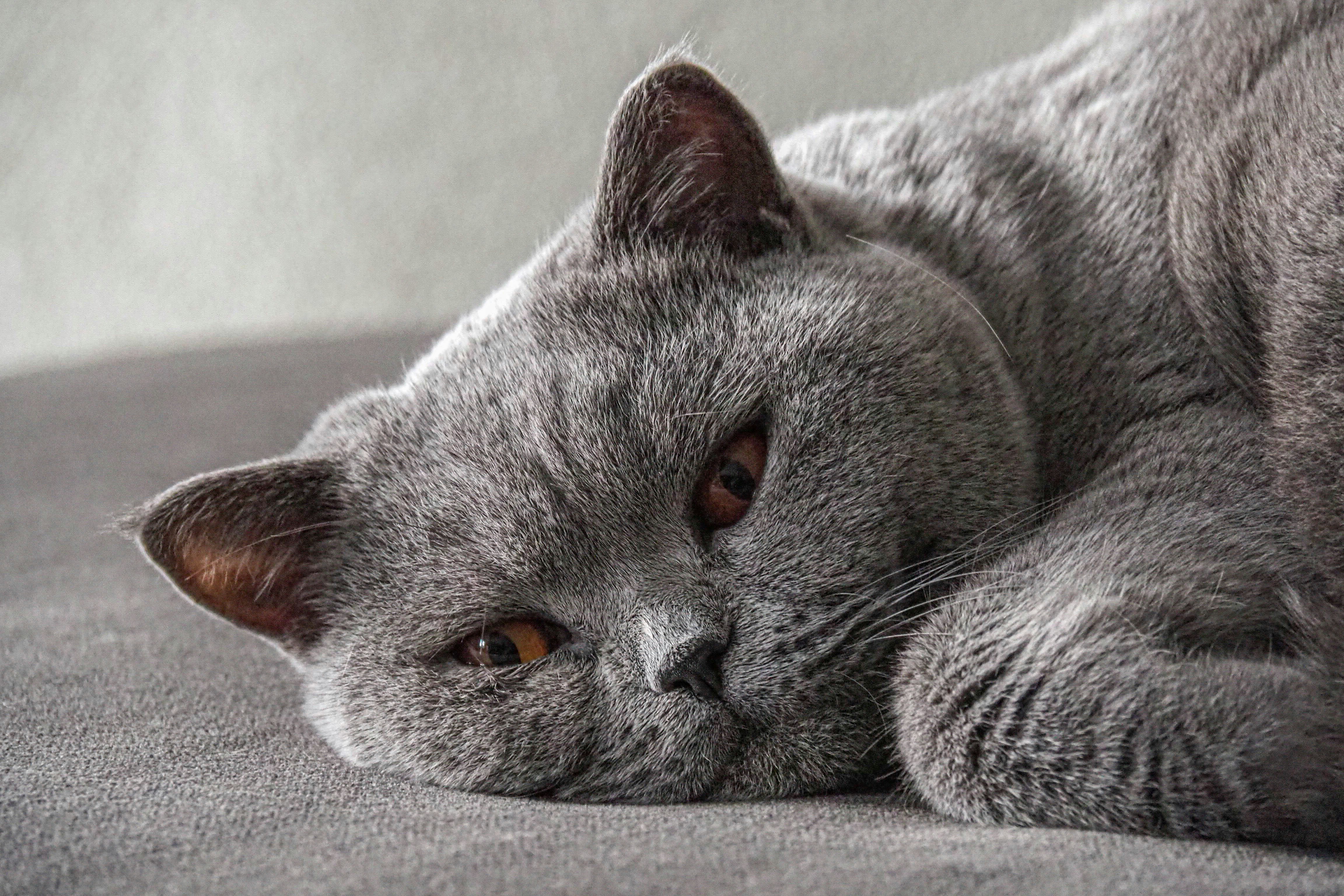 ベッドでくつろぐ落ち着いた成猫