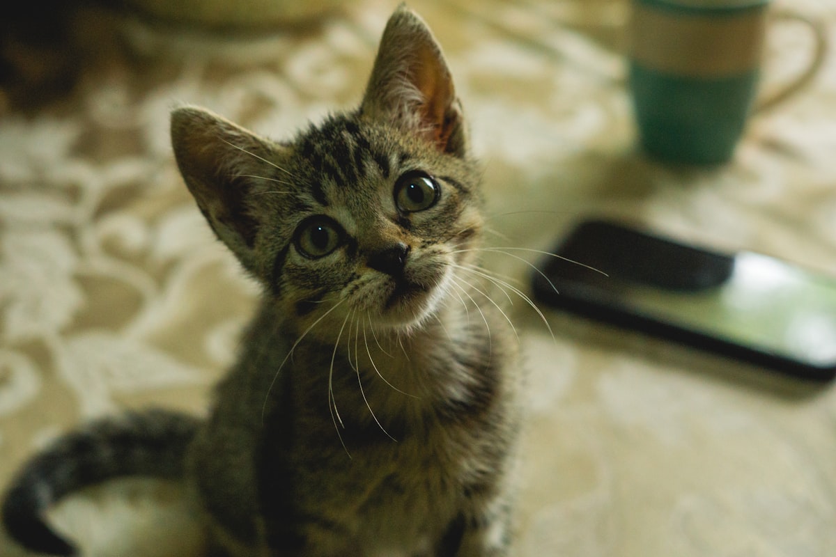 見上げる好奇心いっぱいの子猫