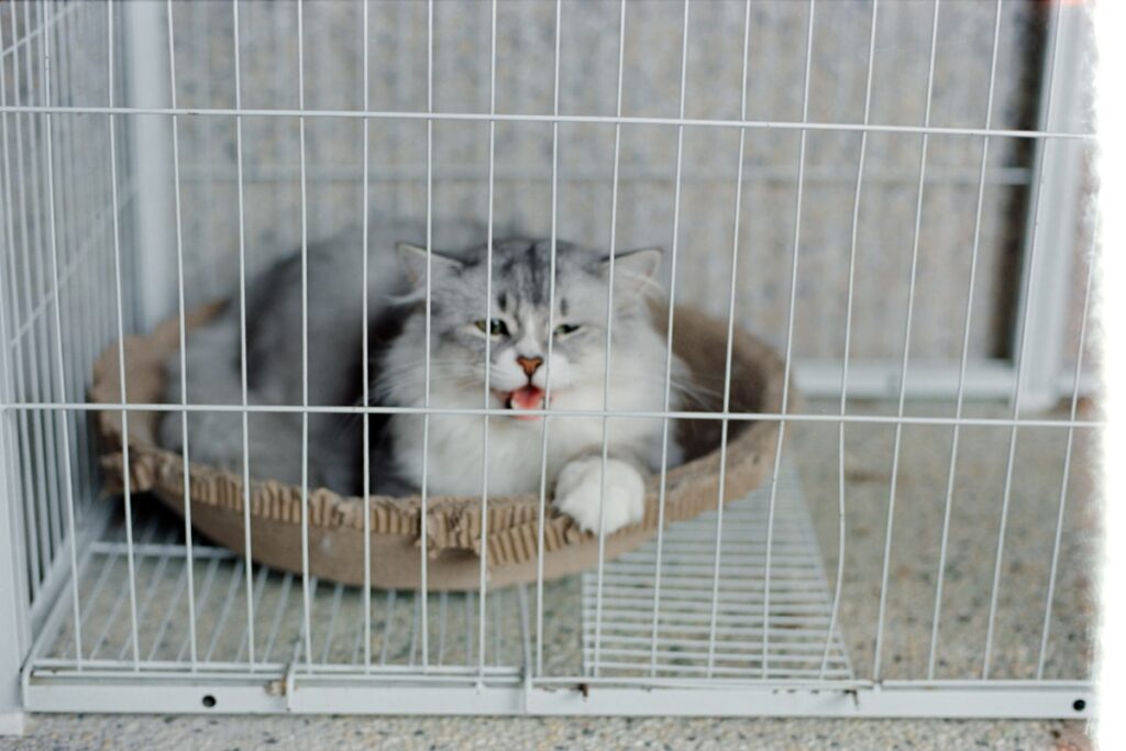 ケージの中でくつろぐ猫