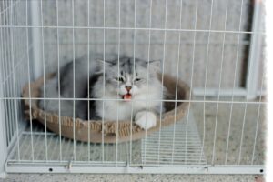ケージの中でくつろぐ猫