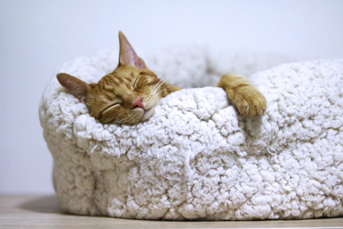 ペットベッドで安心して眠る猫