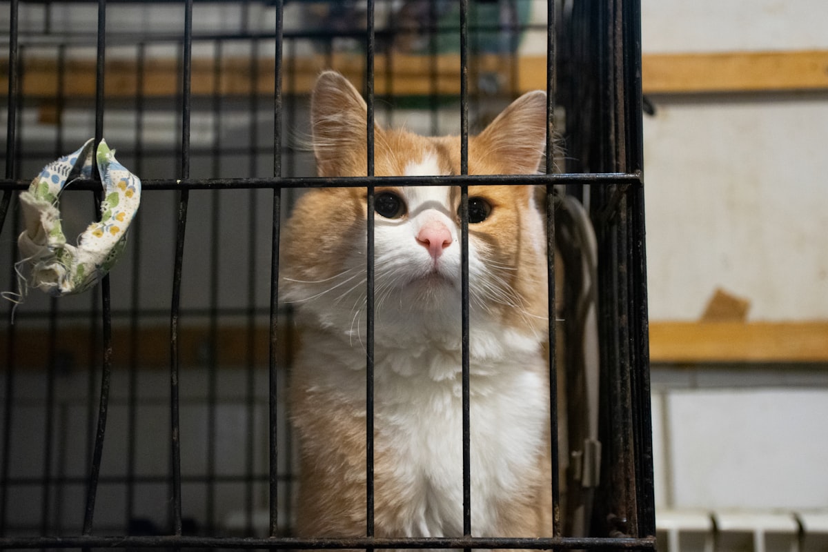 ケージの中で落ち着いて座る猫