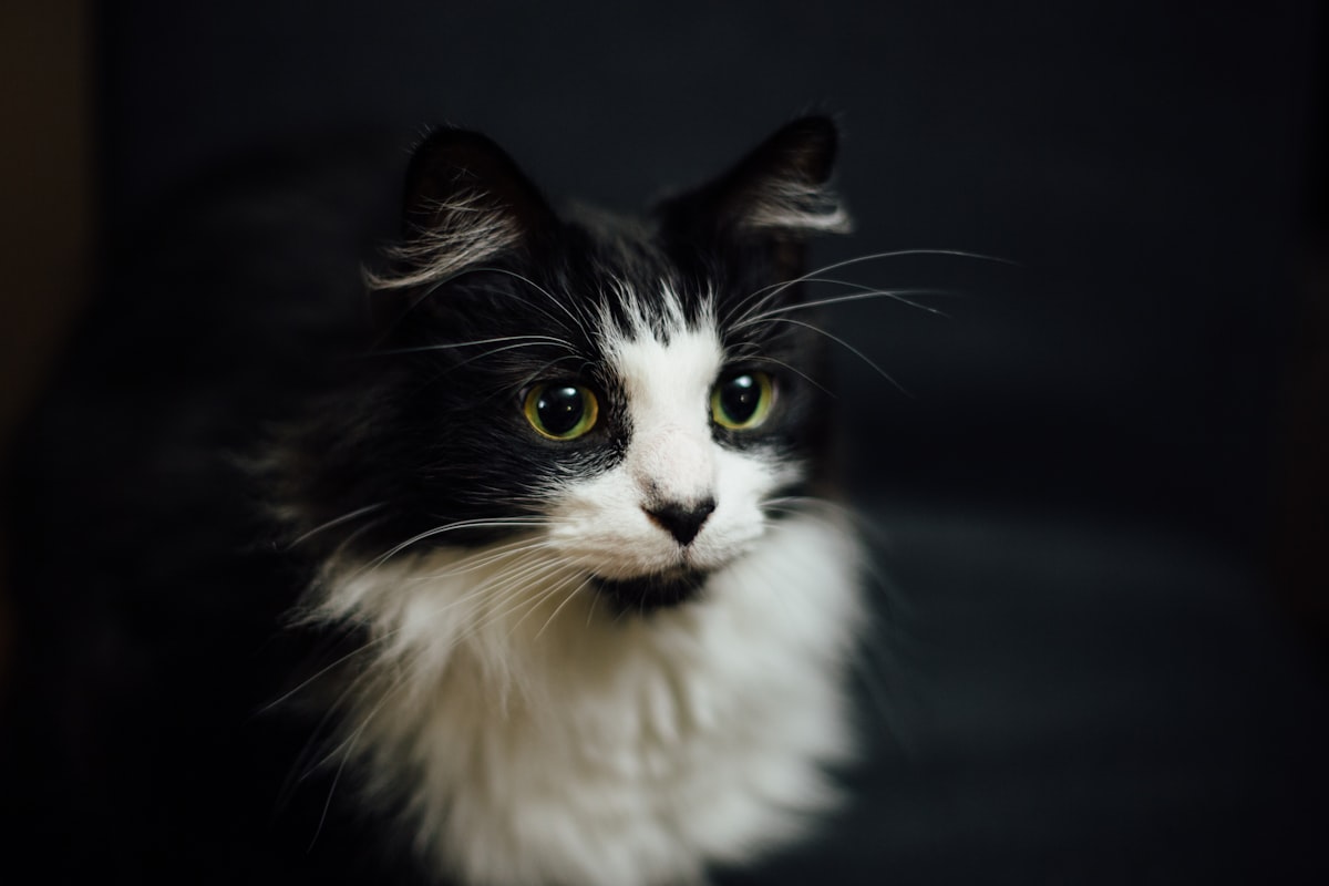 こちらを見つめるかわいい猫