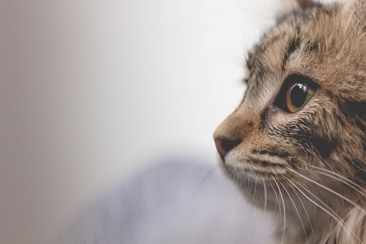 リラックスして歯磨きに慣れていく猫