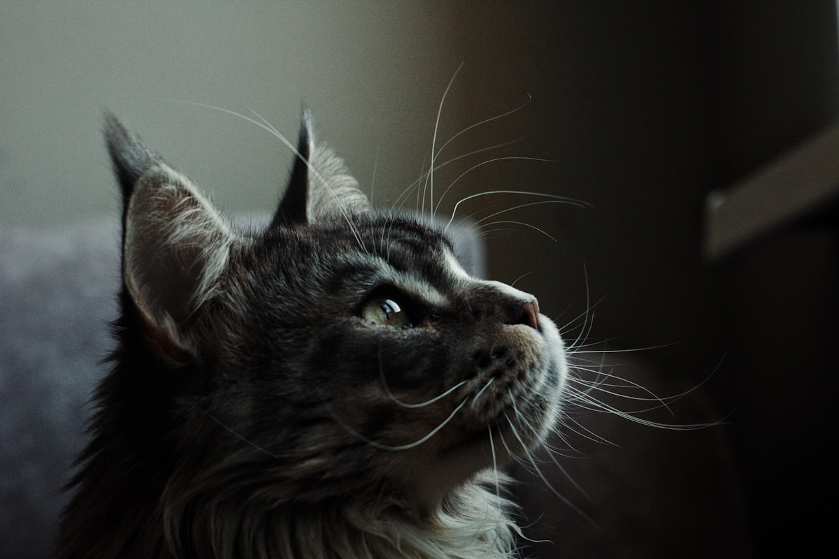 口元を触られるのが苦手でそっぽを向く猫