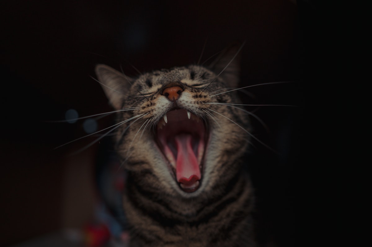 口を開けて歯が見える猫