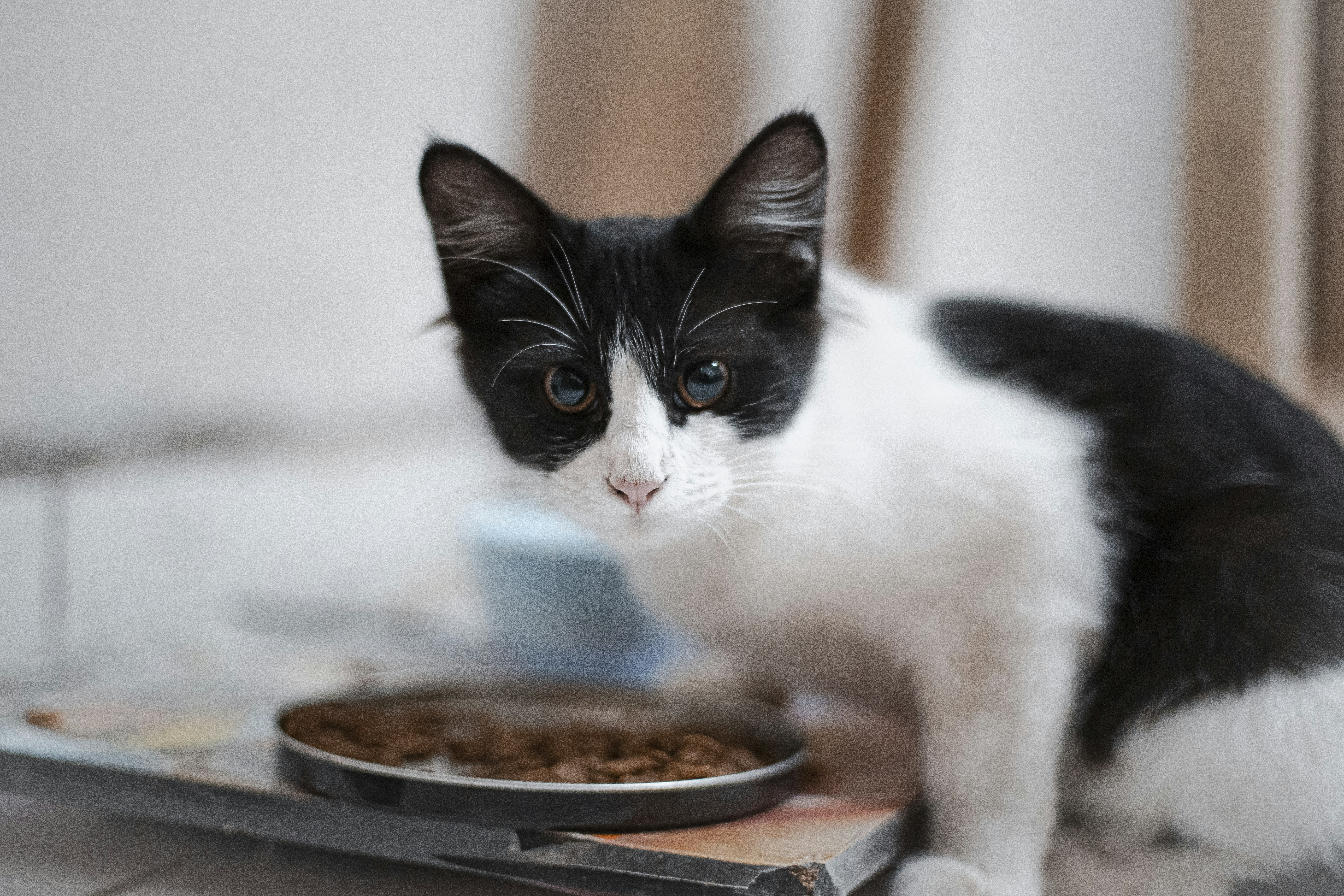 食器でごはんを食べる猫