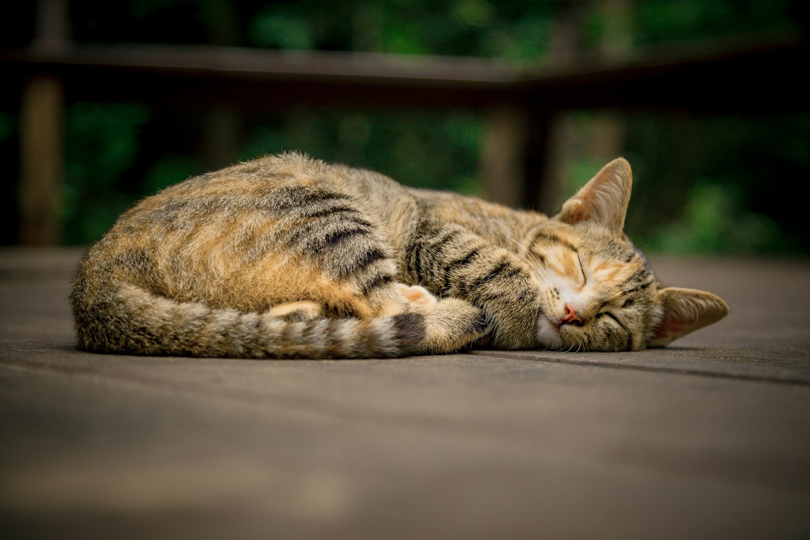 ぐったりと床に伏せる猫