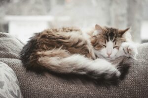 元気なく横たわる猫