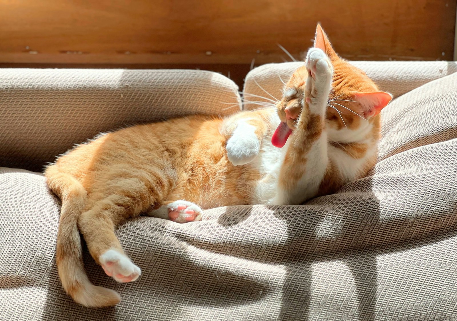 リラックスして毛づくろいする猫