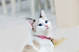 こちらを見上げる白と茶の猫