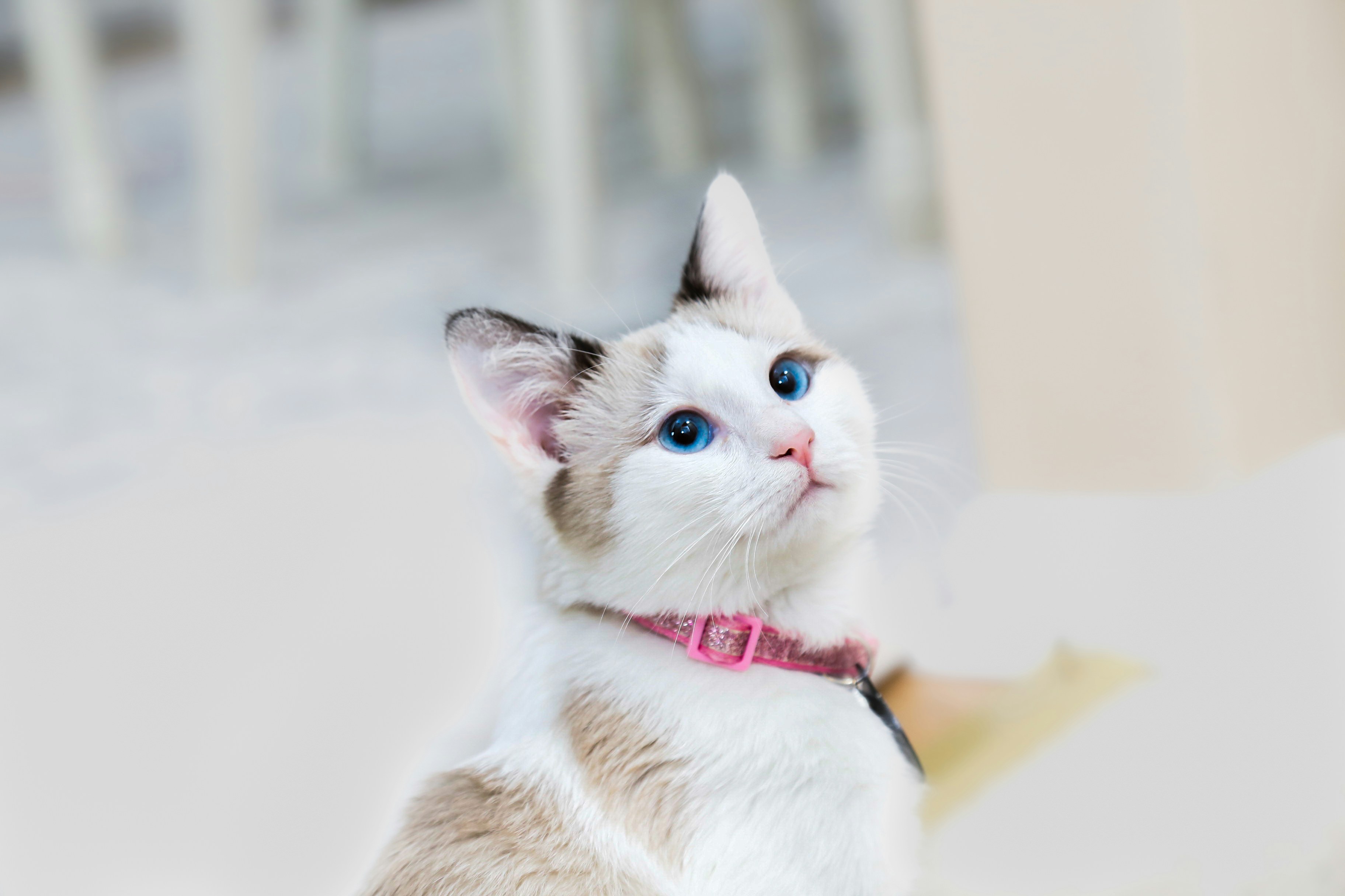 こちらを見上げる白と茶の猫