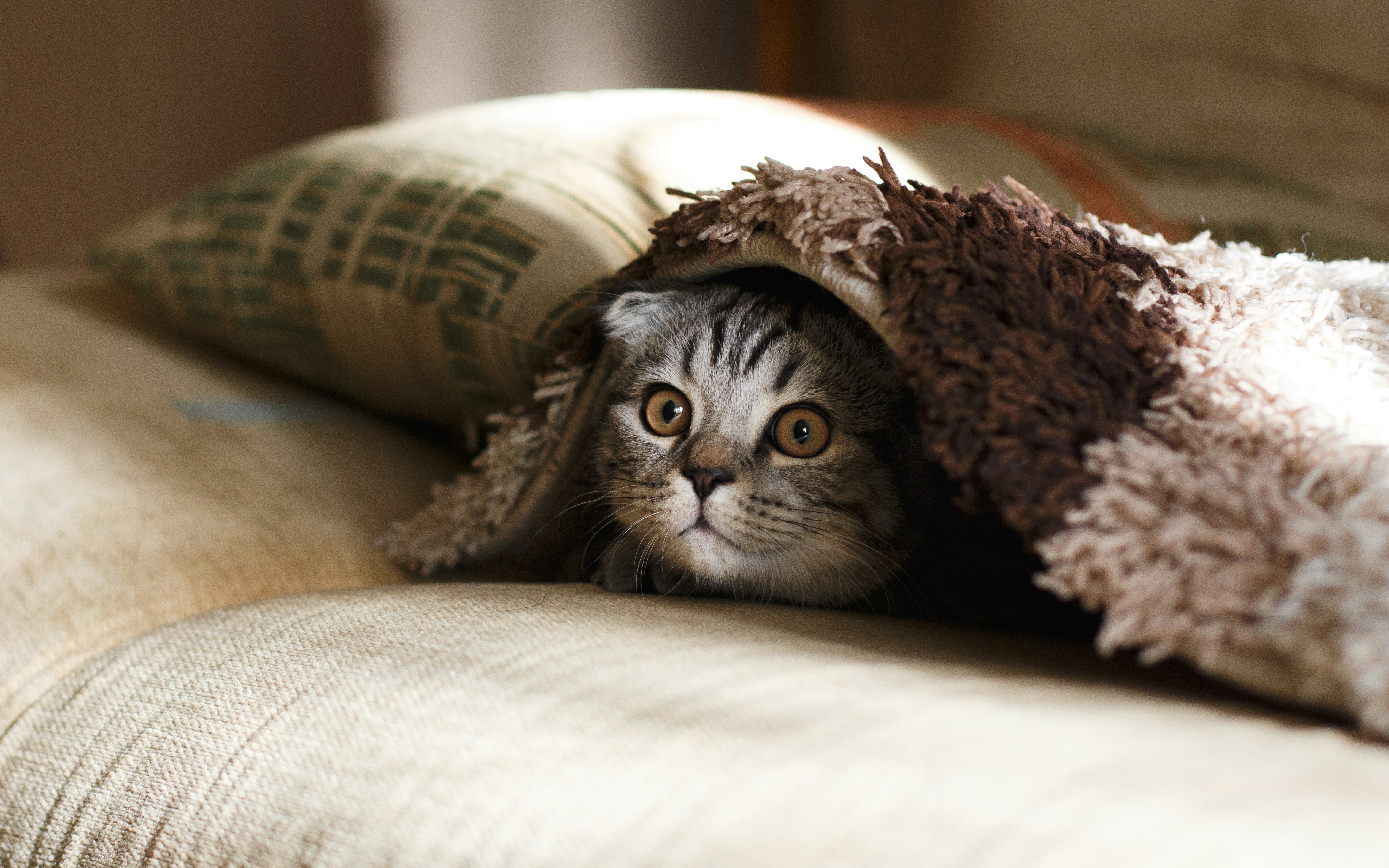 ブランケットに隠れるように包まる猫