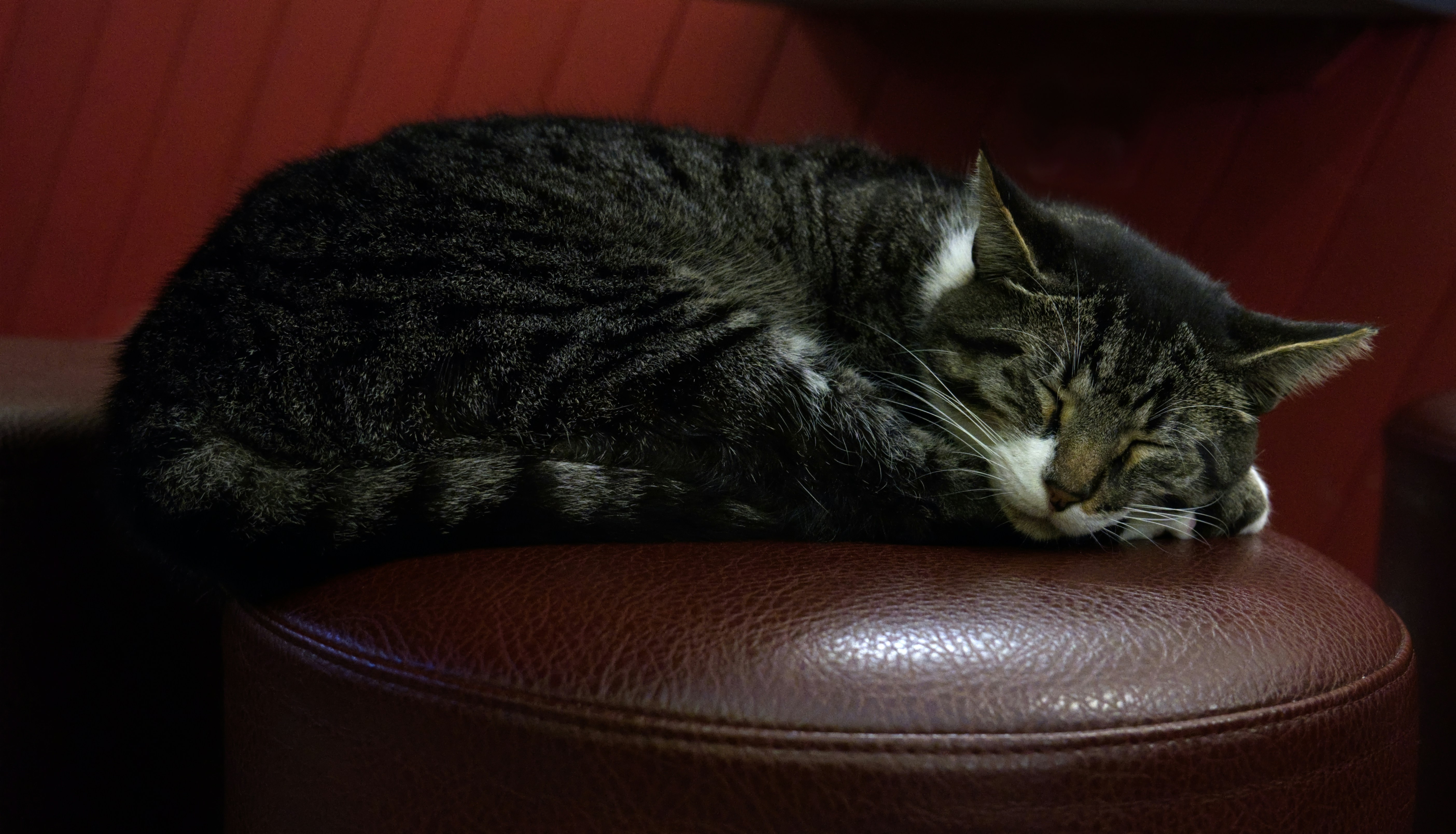 ソファの上でぐっすり眠る猫