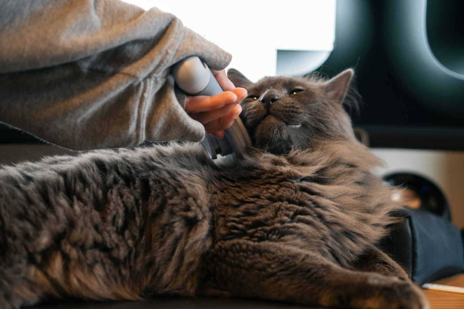ブラッシングされる猫