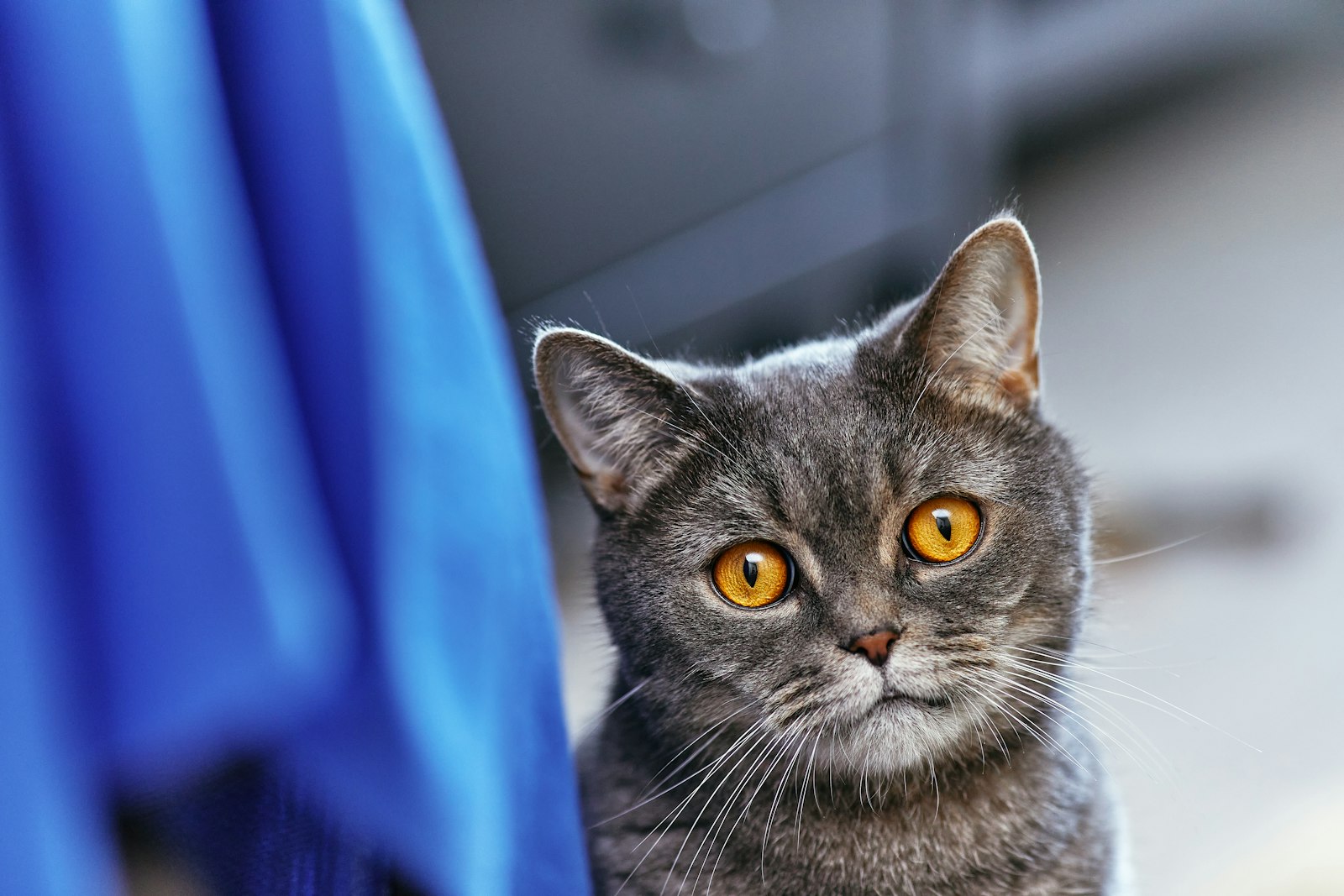 ふわふわの被毛をもつ猫