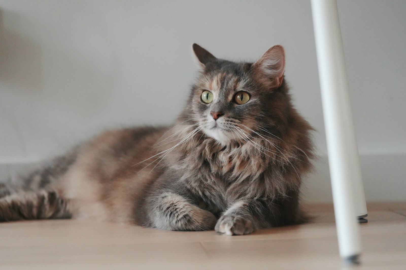 床でくつろぐ長毛の猫