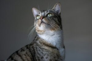 こちらを見上げる猫