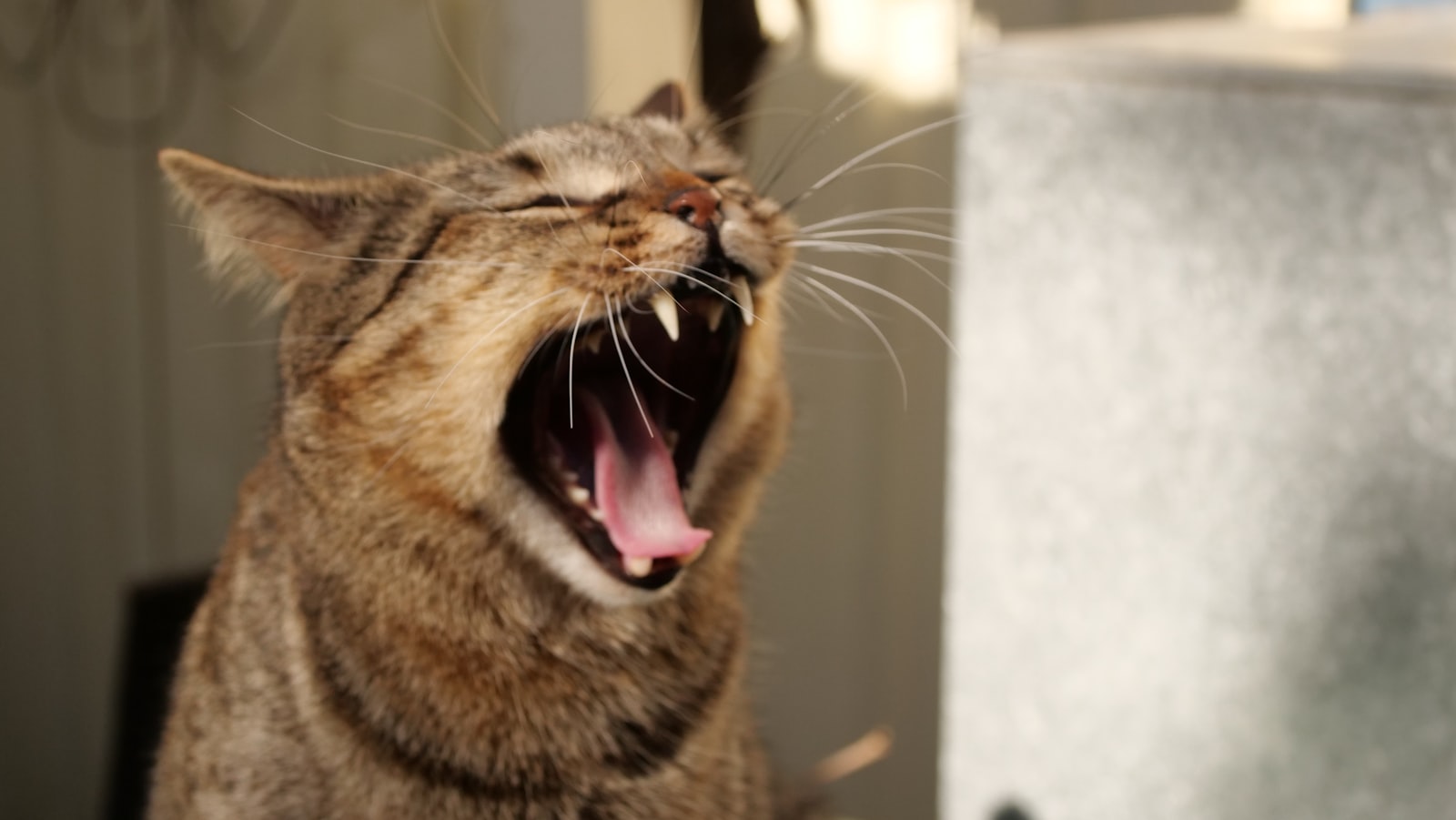 口を開けて歯が見える猫