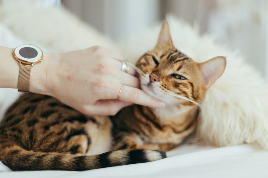 飼い主に抱かれて甘える猫
