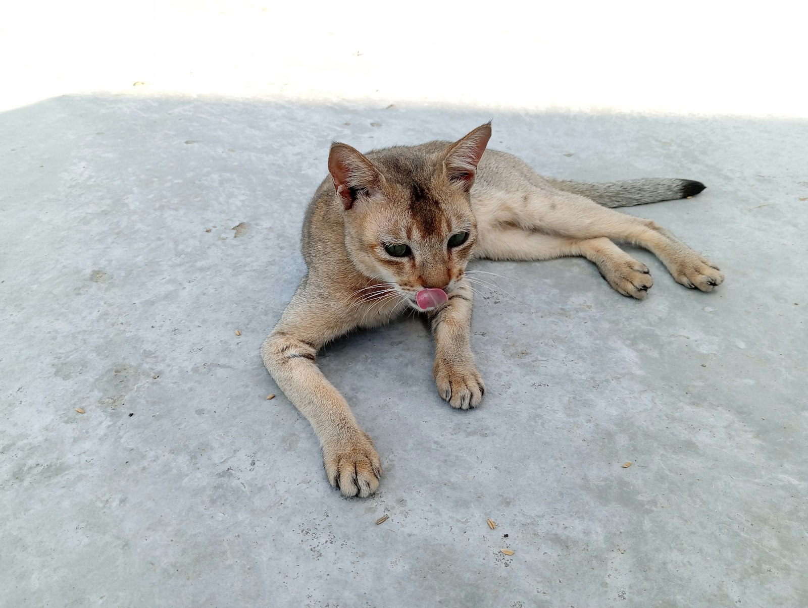 舌を出して舐めようとする猫