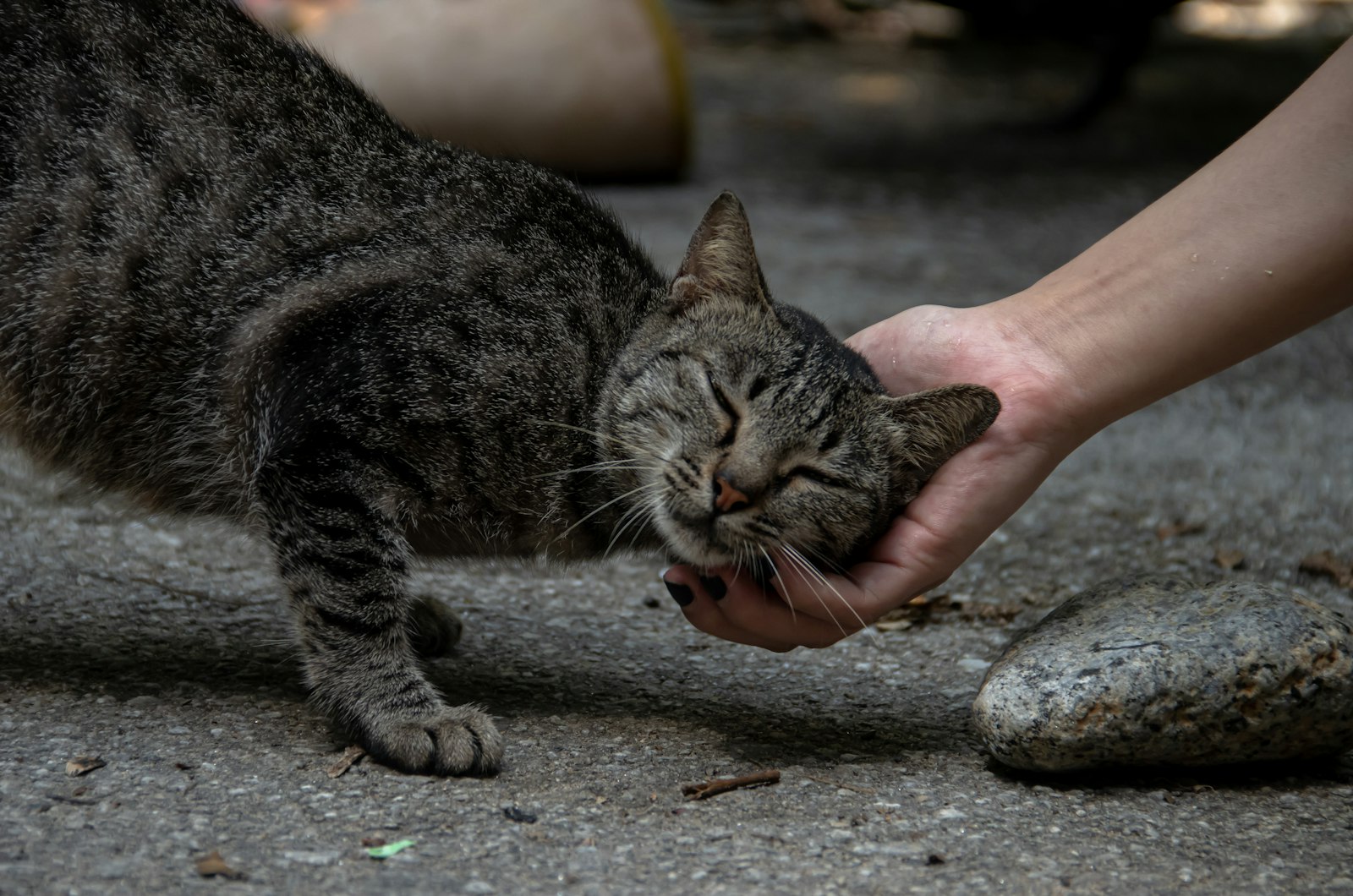 あごの下をなでられて喜ぶ猫