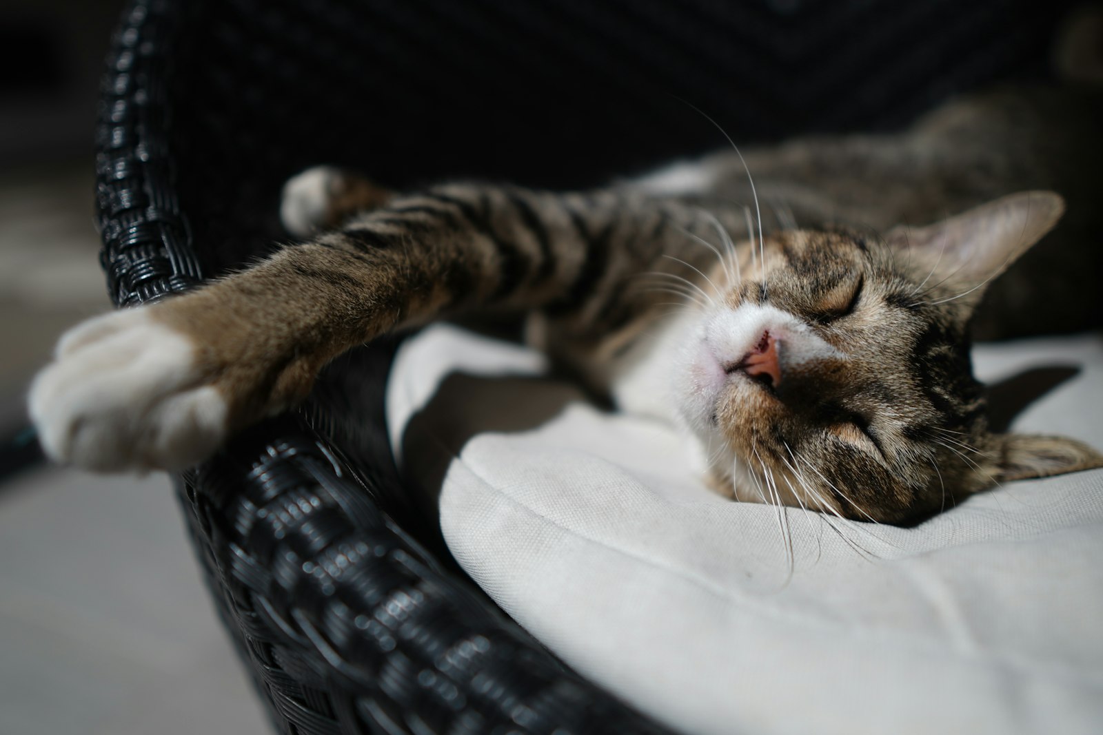 膝の上でくつろぐ猫