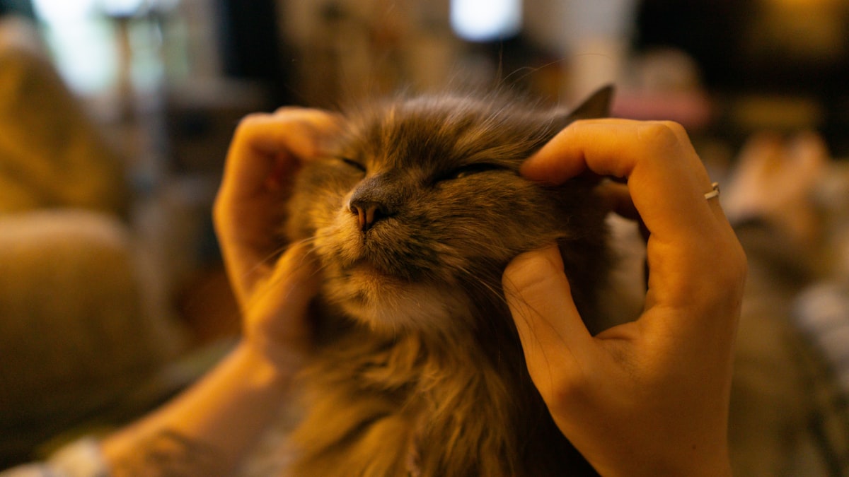 猫の顔をやさしくケアする様子