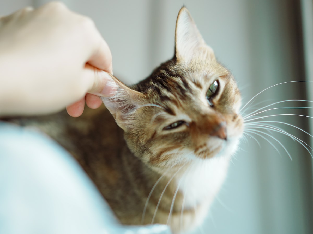 猫の耳にそっと触れて状態をチェックする様子