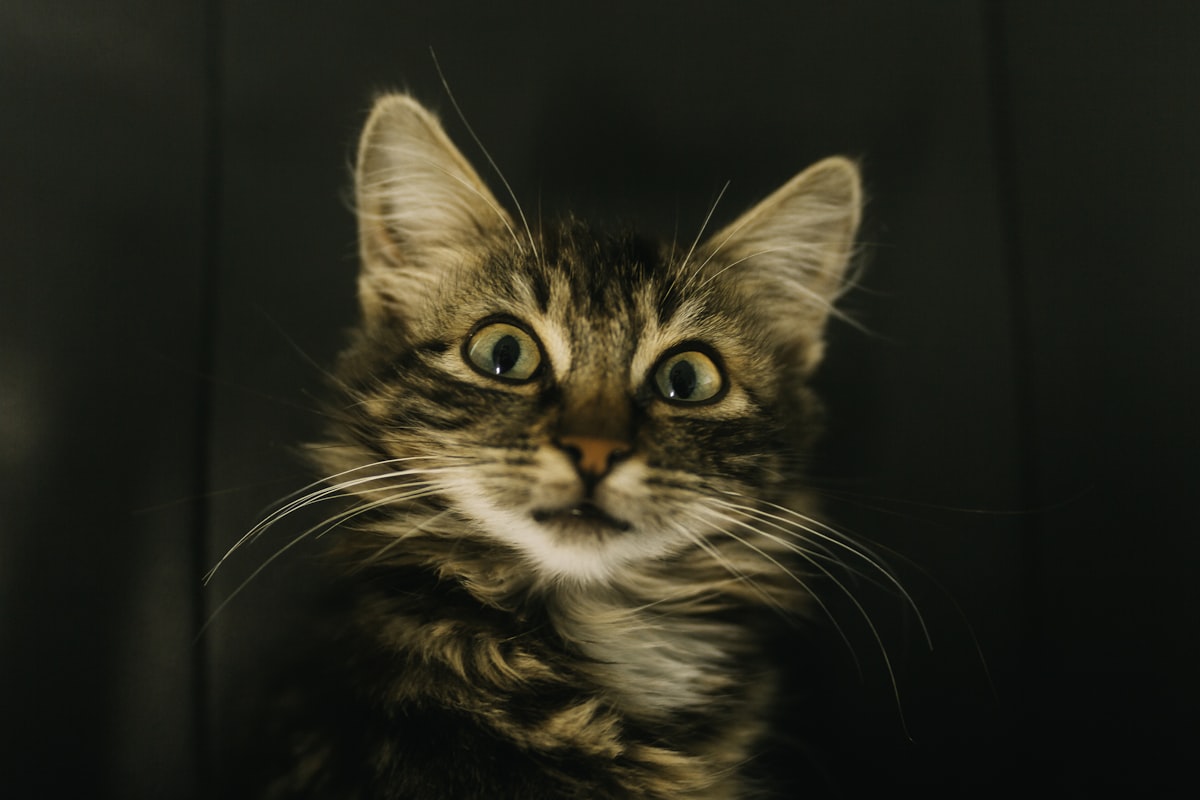 耳を立てた茶トラ猫の顔のアップ