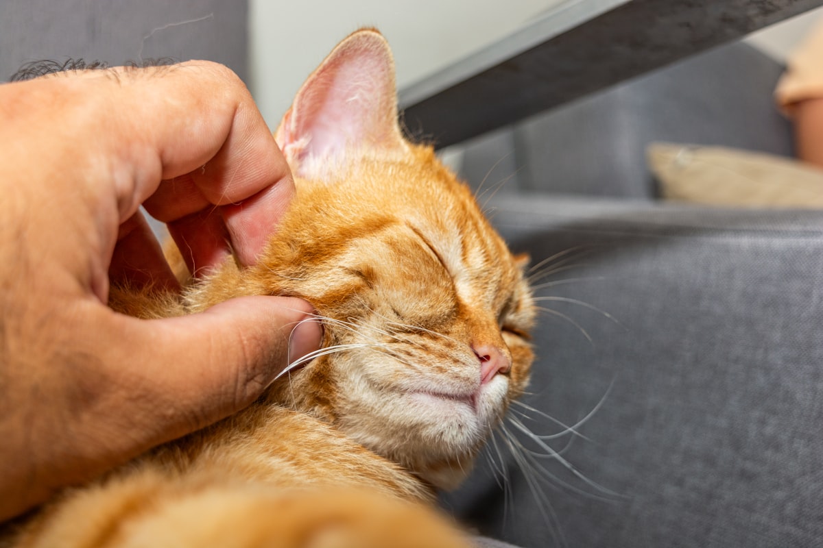 目を閉じてなでられるリラックスした猫