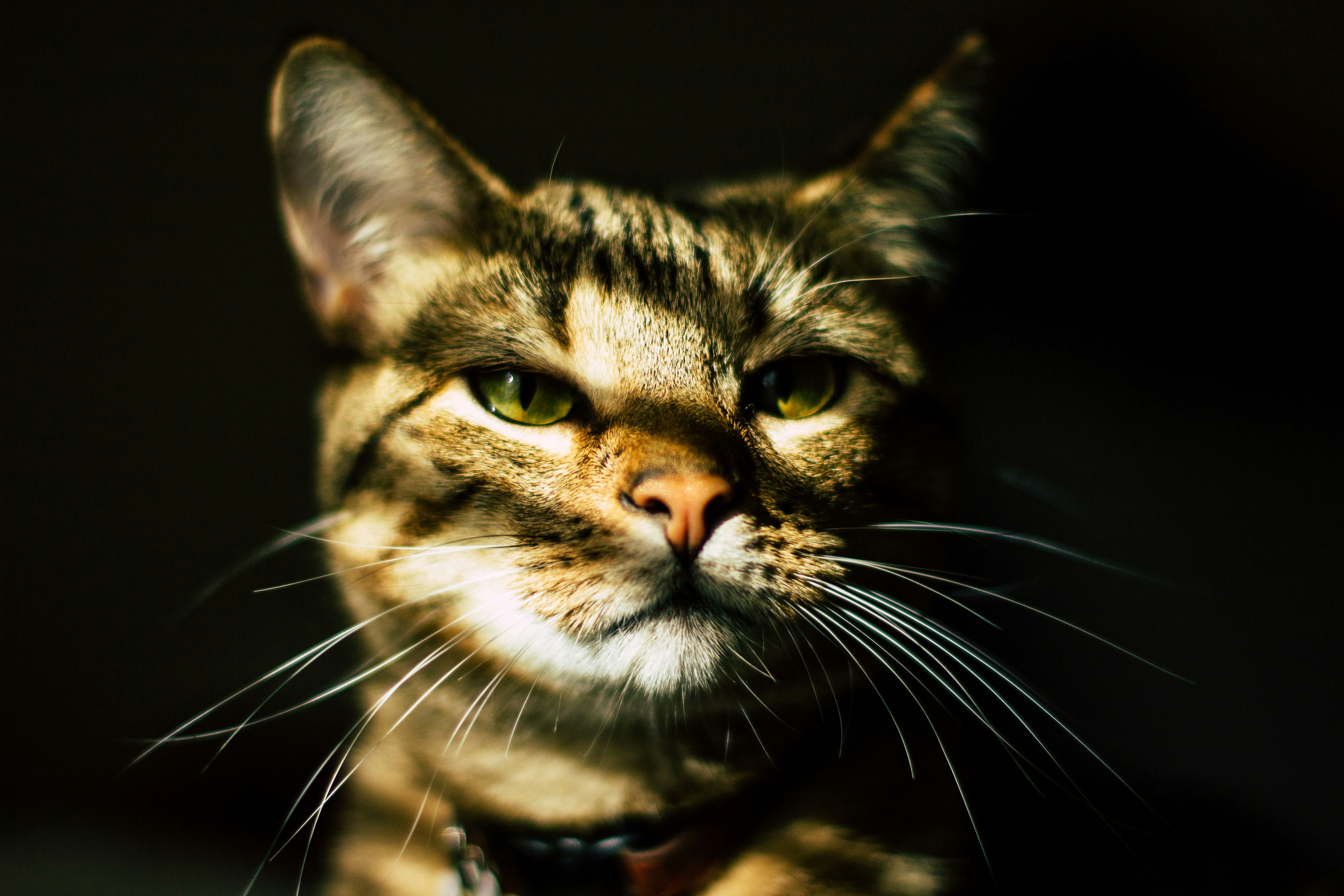 撫でられて様子が変わった猫