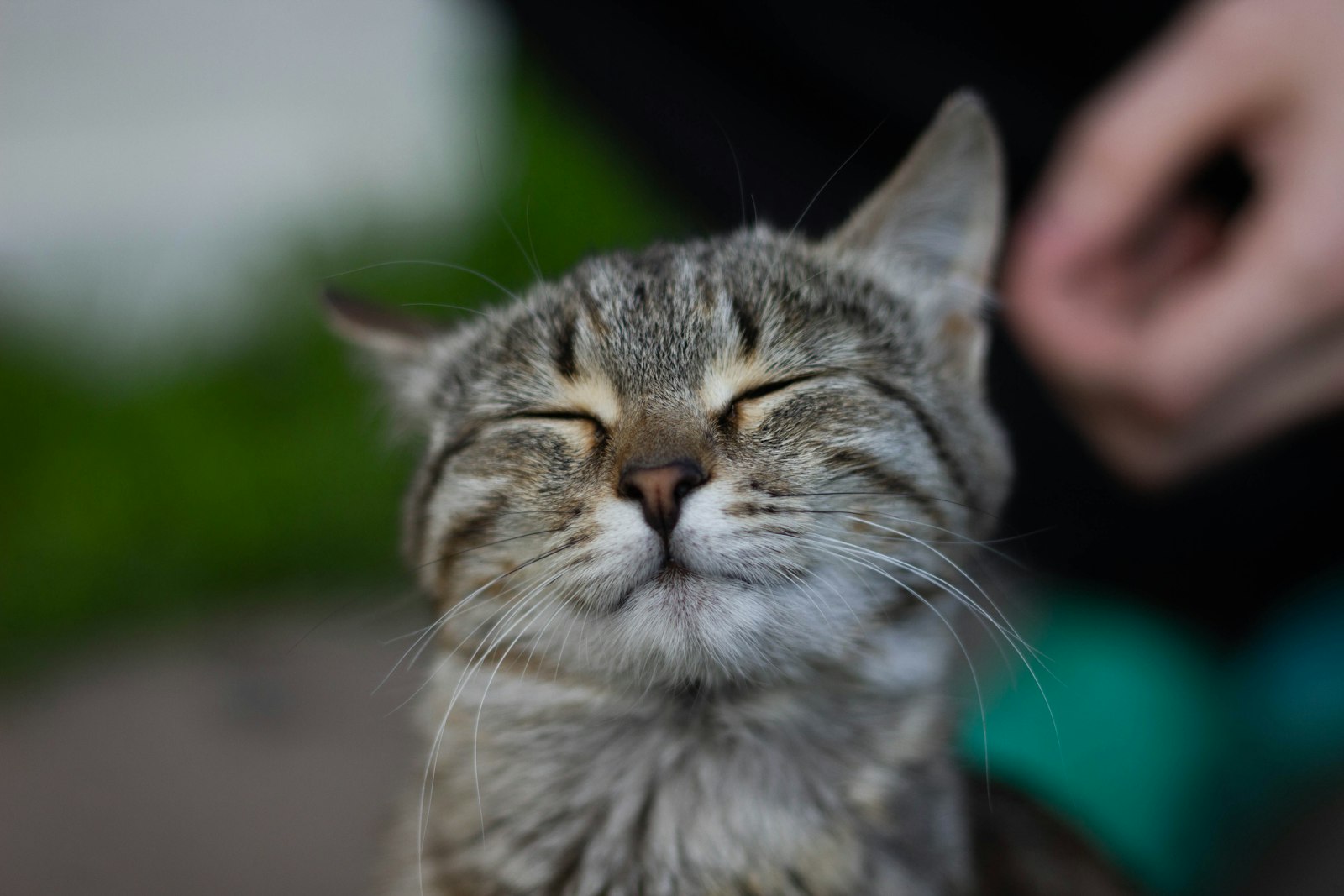 目を細めて気持ちよさそうな表情の猫