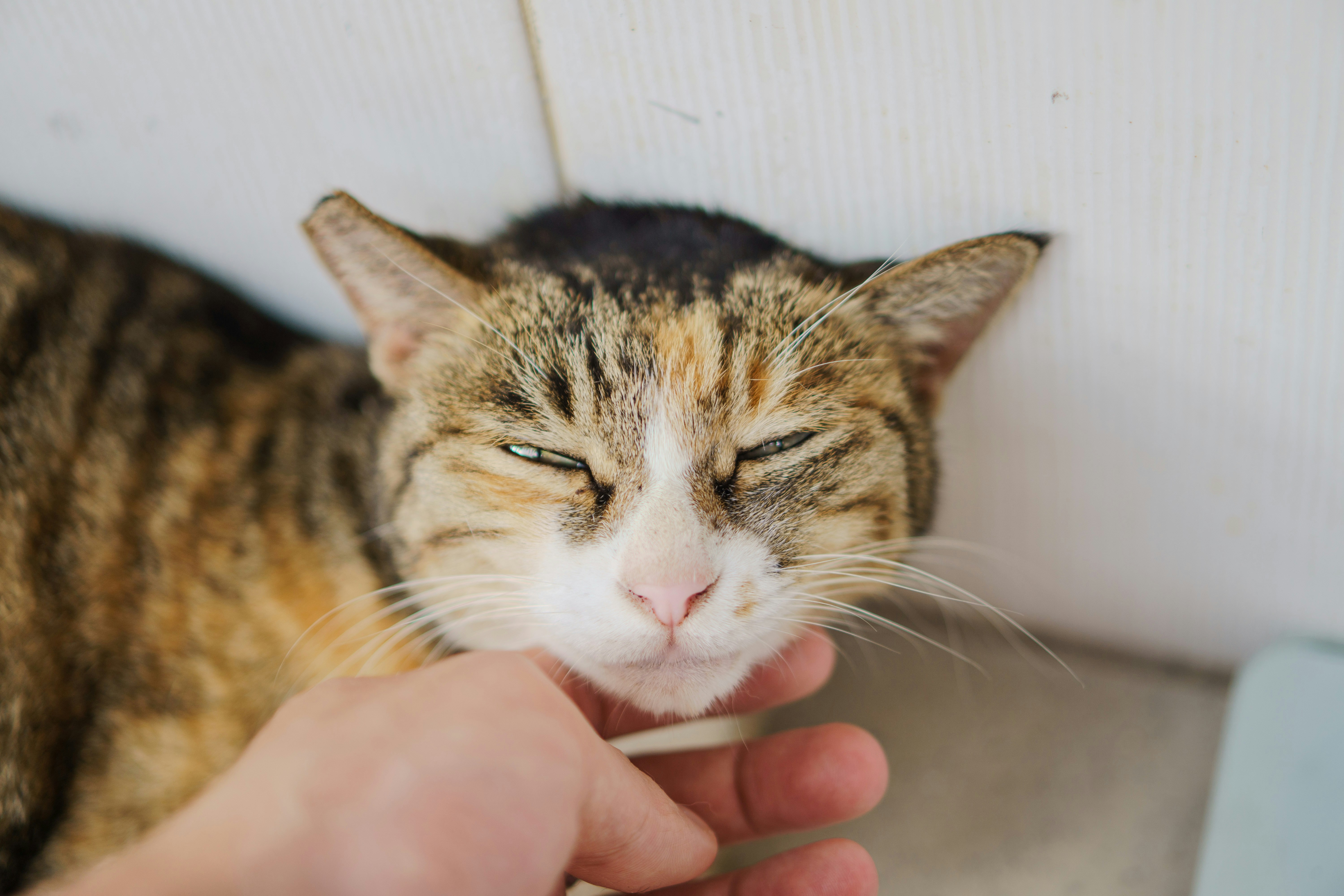 人の手に撫でられて気持ちよさそうな猫