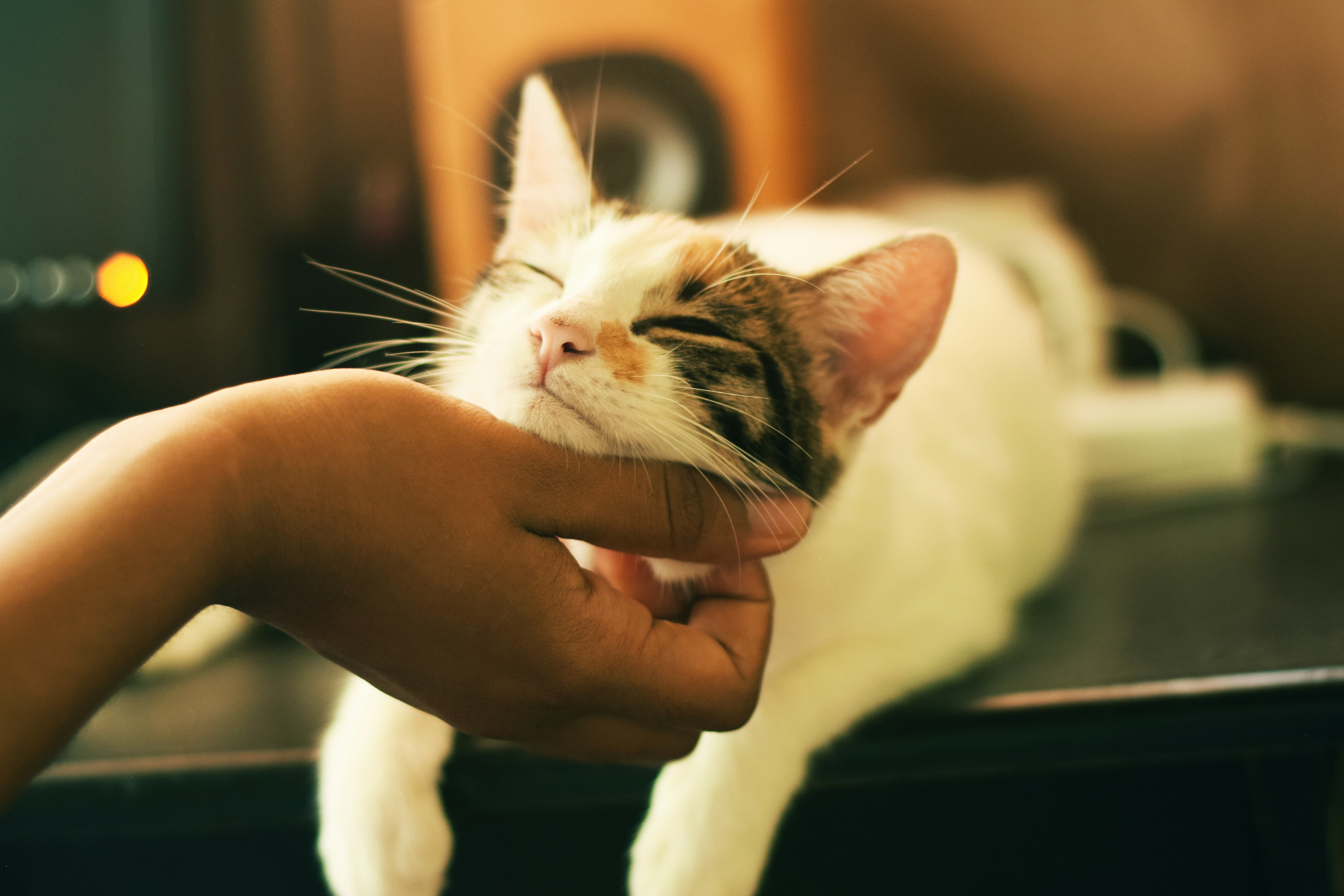 リラックスしてくつろぐ猫