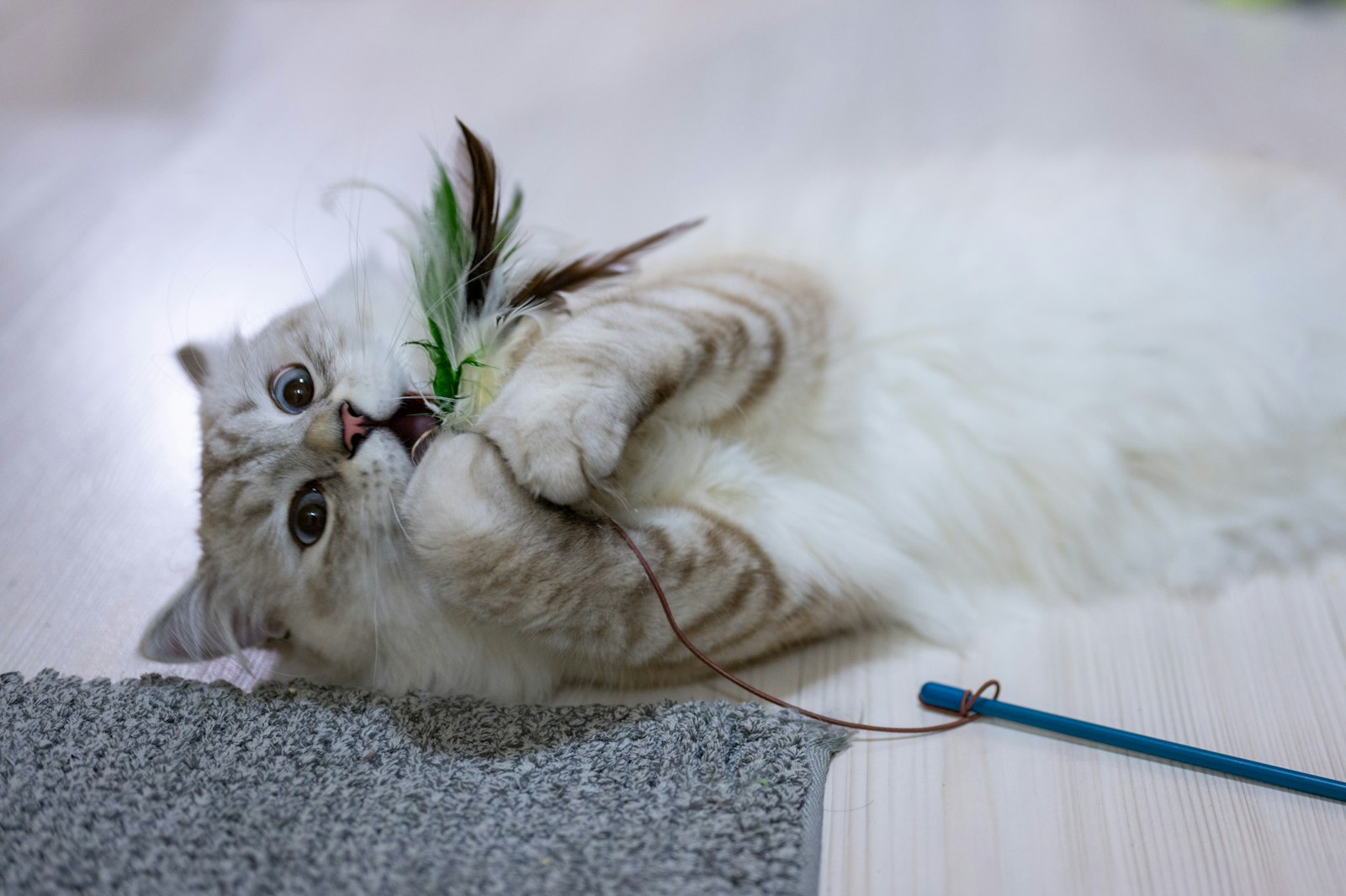 おもちゃで遊ぶ猫