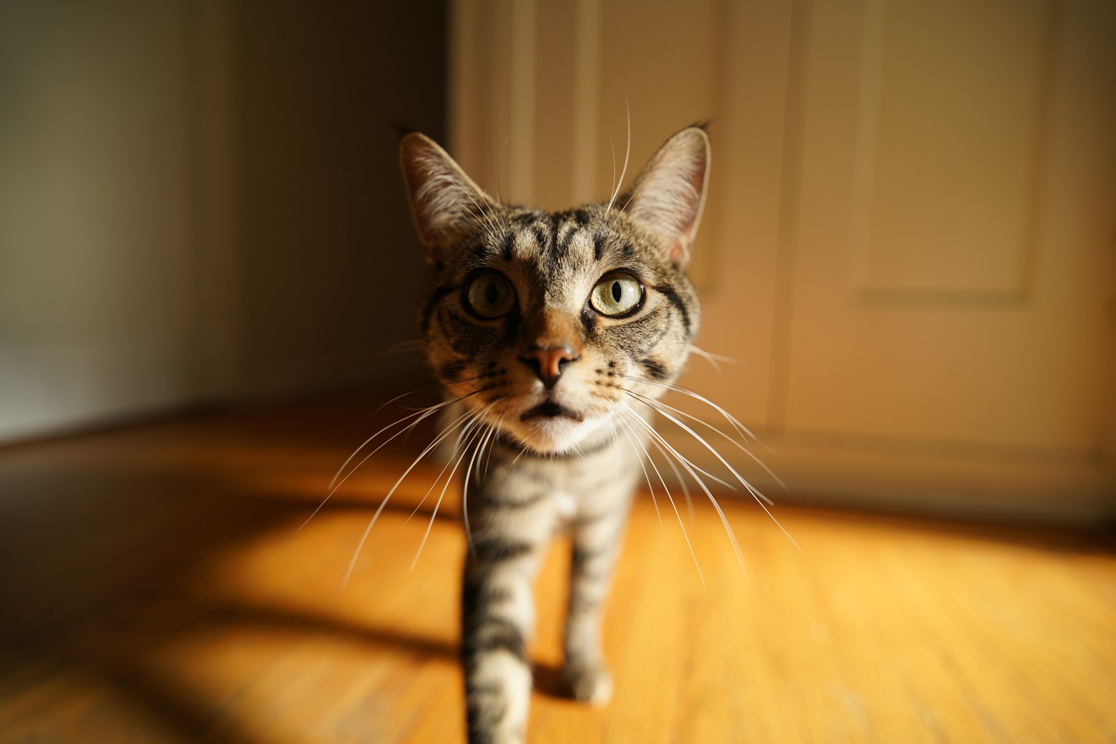 飼い主をじっと見つめる猫