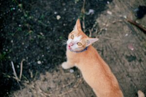 飼い主を見上げる猫