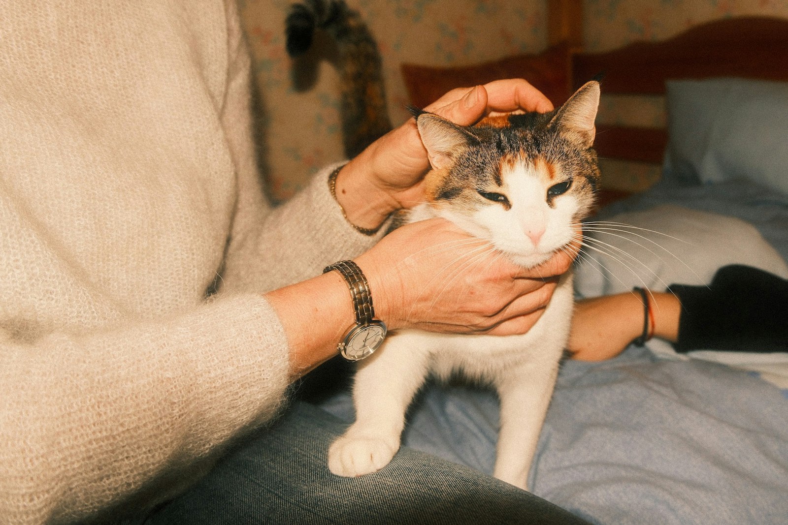 ベッドで飼い主に撫でられる猫