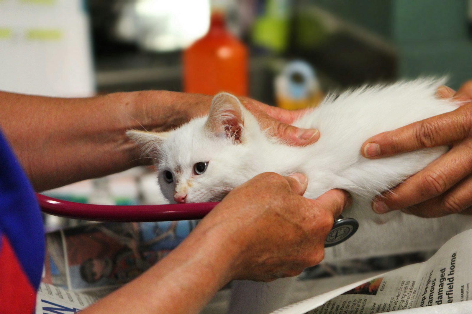 動物病院で診察を受ける猫
